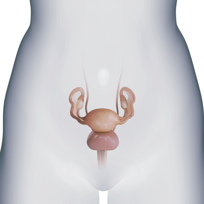 Gynaecology Gynaecology