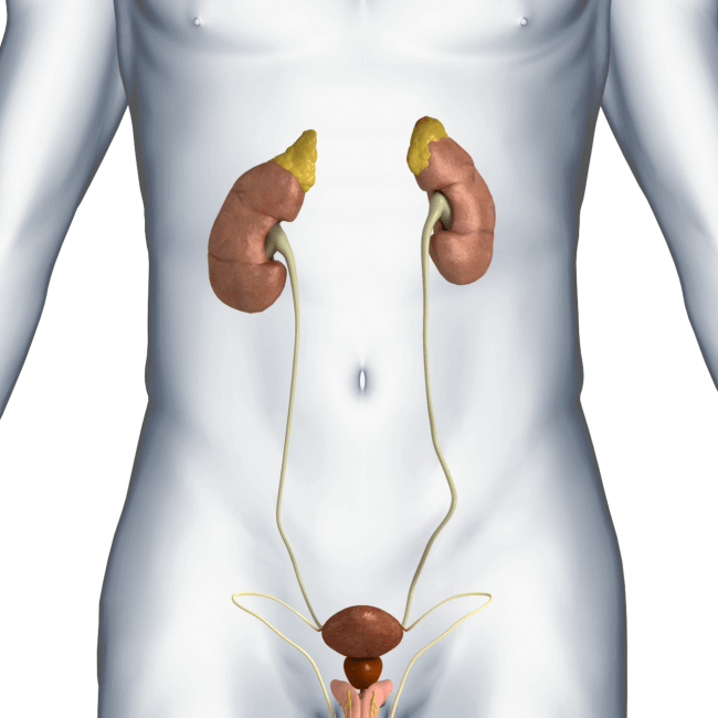 Urology Urology